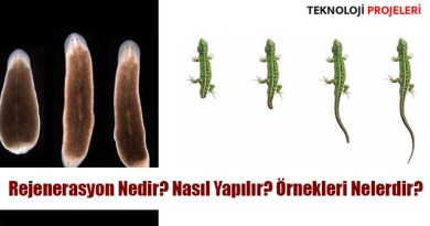 Rejenerasyon Nedir? Nasıl Yapılır? Örnekleri Nelerdir?